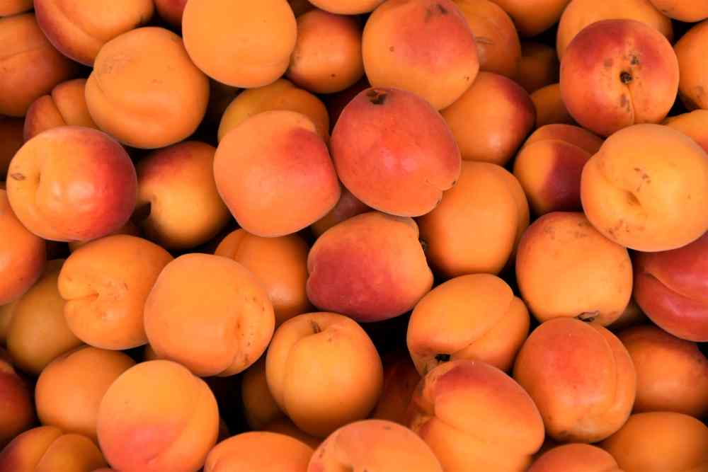 Apricot Fruit photo